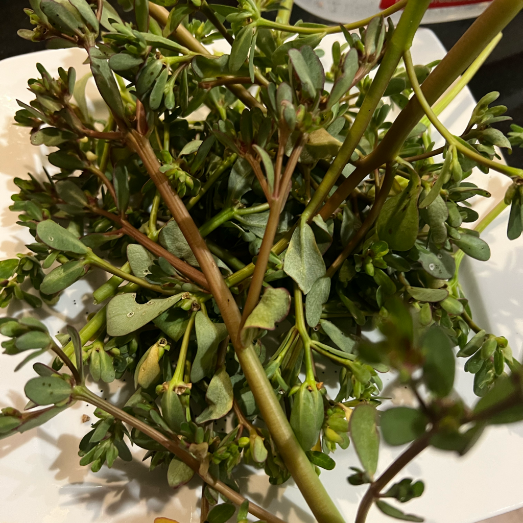purslane