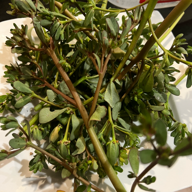 purslane