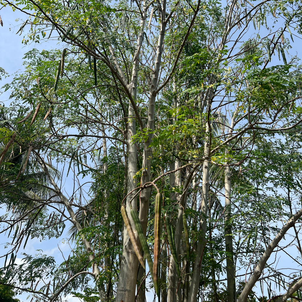 moringa tree seeds