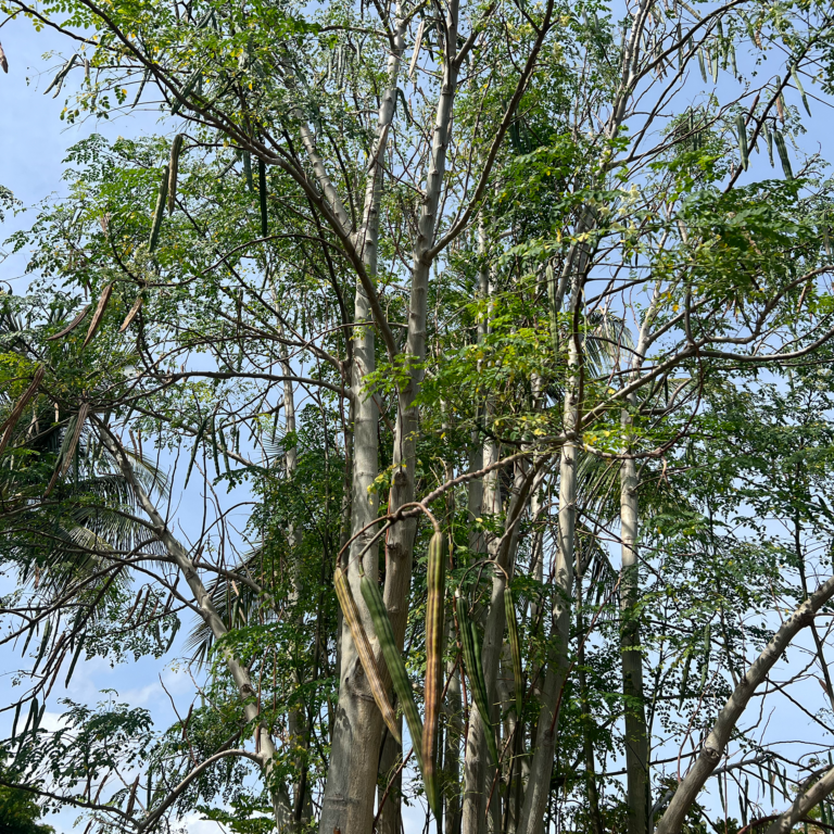 moringa tree seeds