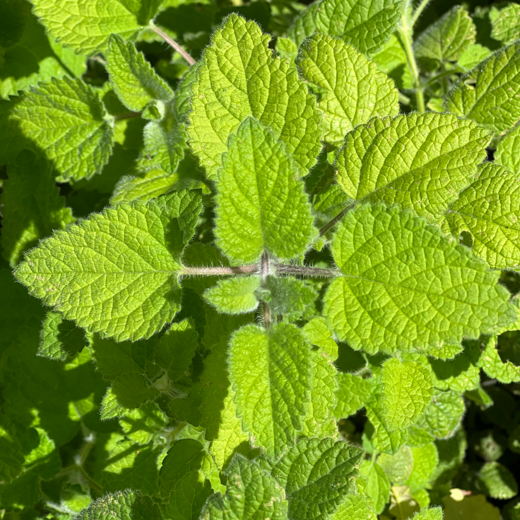 Mandarina lemon balm seeds