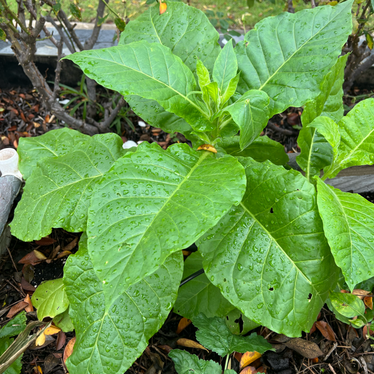 Turkish Tobacco seeds