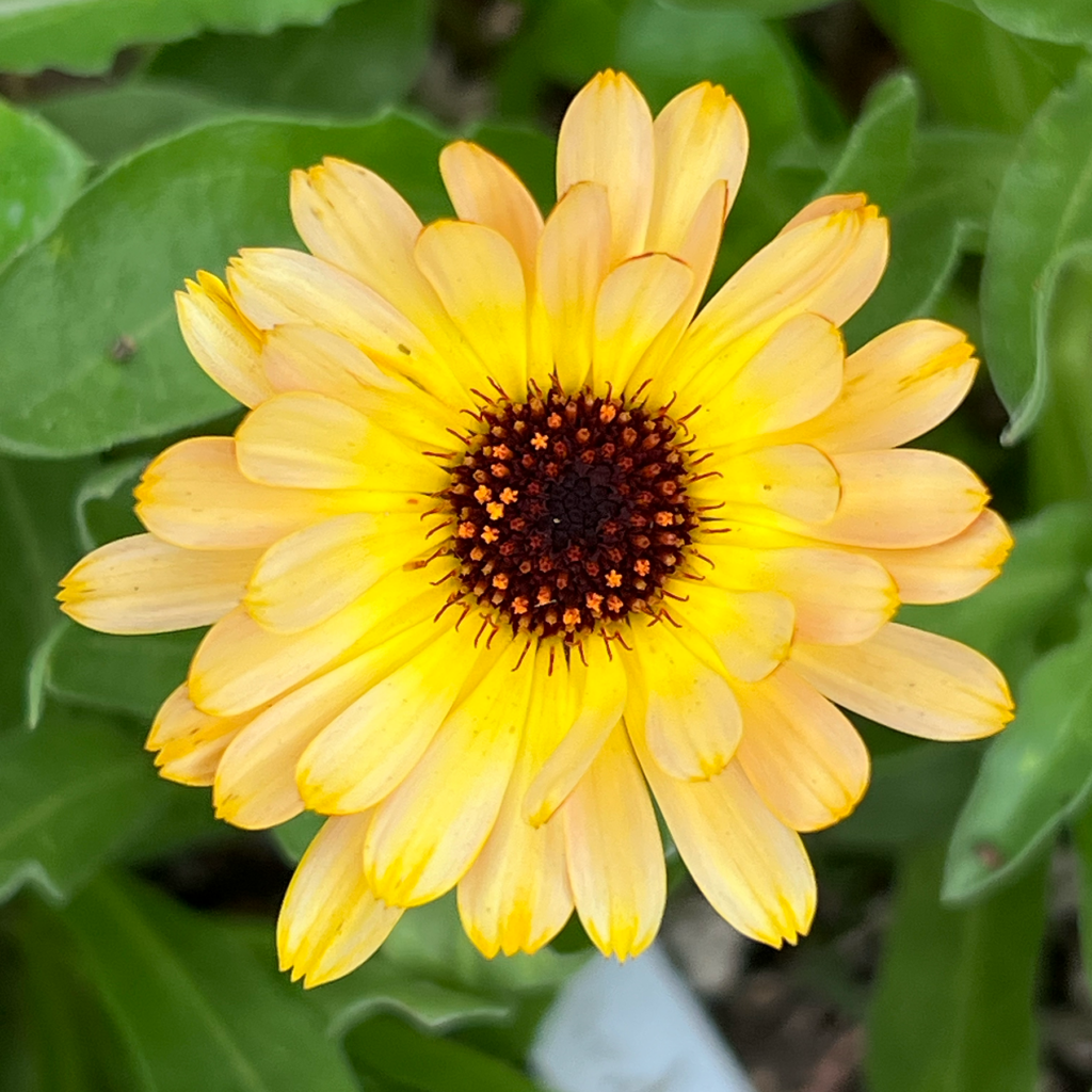 calendula seeds