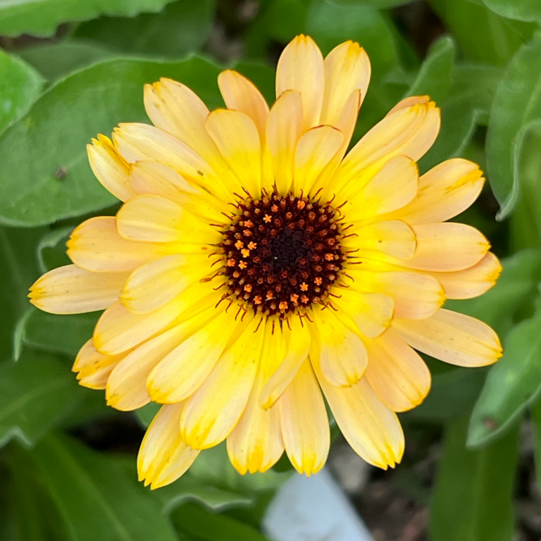 calendula seeds