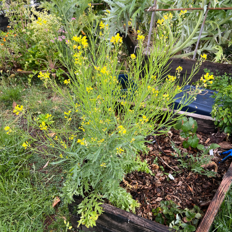 Wasabina Mustard Leaf seeds